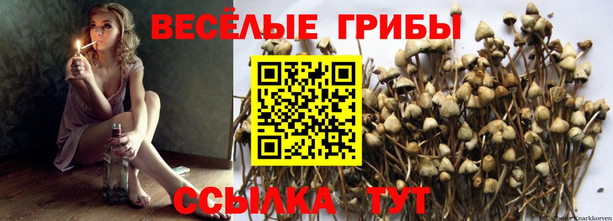 Городец  Псилоцибиновые грибы Psilocybine cubensis  Вход с VPN  Галлюциногенные грибы ЛСД 